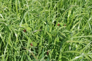 Augmenter son autonomie  protéique grâce à ses prairies