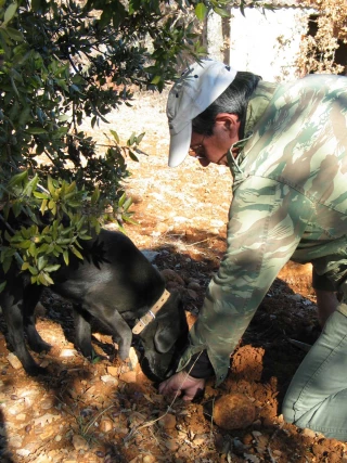 La truffe, un complément de revenu  envisageable pour les agriculteurs