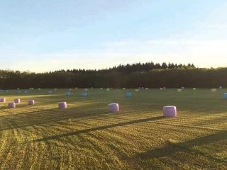 De la couleur dans les champs