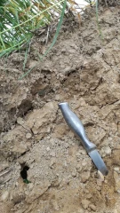 Des Racines et des Pelles au Bosquet du Lys