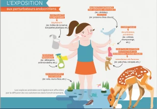 Les effets irréversibles  des perturbateurs endocriniens