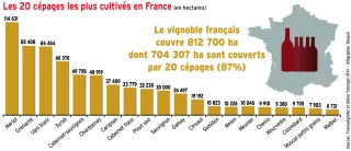 Vingt cépages seulement couvrent 87 % du vignoble français
