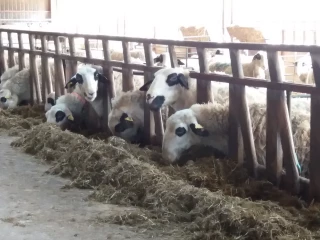 Des graines de soja  pour les brebis