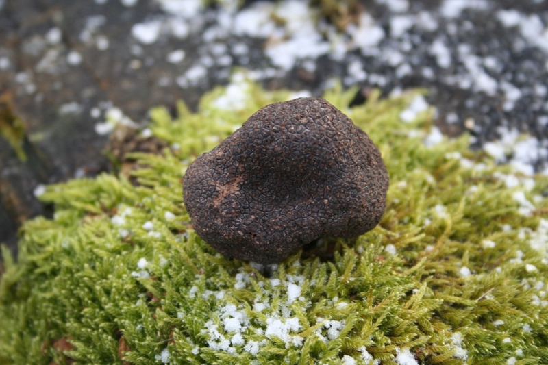 Les principales espèces de truffes produites en France